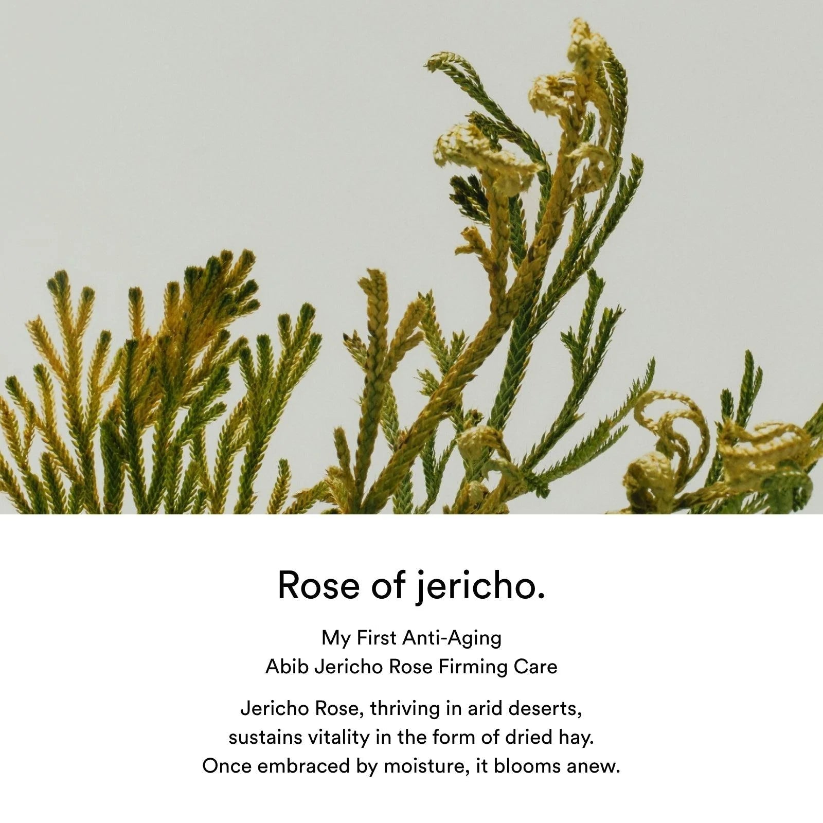 [Abib] Jericho Rose PHA Toner - Skin Booster 200ml