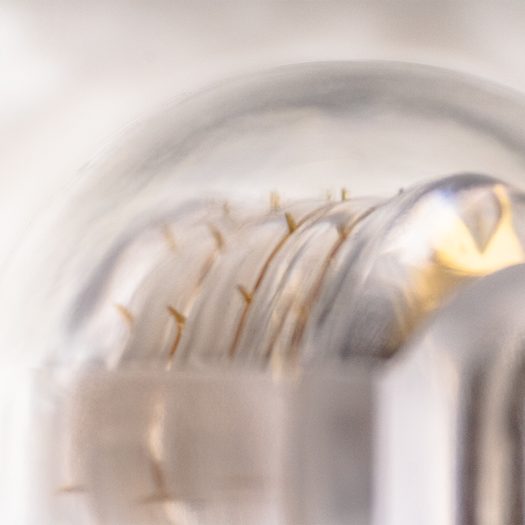 DN64 Microneedle Rollers (5 Pack) - Image 6